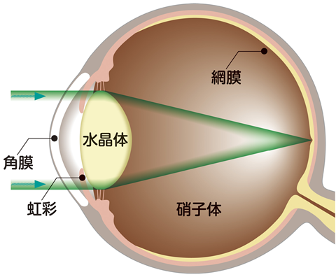 透明な水晶体
